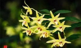 游客爆料石斛的视频下载