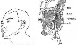 肌之间隙在线观看,揭秘人体肌肉奥秘的在线之旅