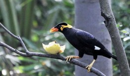 小花爆料鸟大爷视频网址
