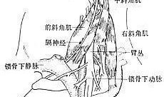 肌之间隙在线观看,揭秘人体肌肉奥秘的在线之旅