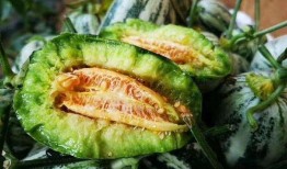 山东网红团队吃瓜视频,趣味视频引网友热议