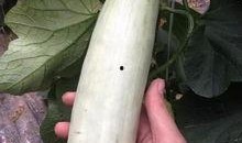 吃网红的瓜是什么意思,网络时代下的娱乐八卦新潮流