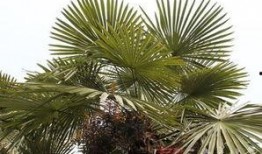 29片棕榈叶在线观看,穿越时空的奇幻之旅