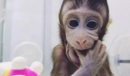 猴子视频爆料大全最新官网,最新官网内容大汇总