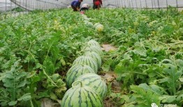 徐州吃瓜网红有哪些名字,揭秘吃瓜达人的别样风采