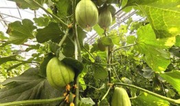 甜瓜最新大爆料,最新大爆料背后的惊人真相