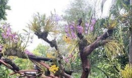 游客爆料石斛的视频下载