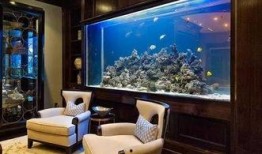 鱼缸在线观看观看,在线观赏水族之美