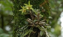 游客爆料石斛的视频下载