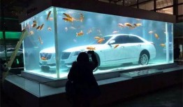 鱼缸在线观看观看,在线观赏水族之美