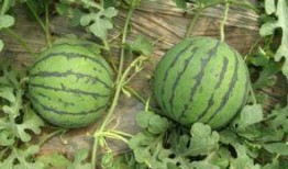 山东网红团队吃瓜视频,趣味视频引网友热议