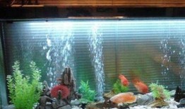 鱼缸在线观看观看,在线观赏水族之美