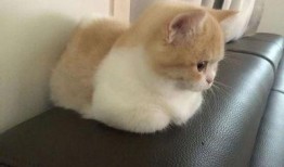 猫女孩 手机在线观看,手机在线观看，解锁青春奇幻之旅