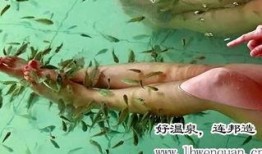 爆料哥吃青花椒鱼视频,爆料哥亲尝美味，辣度与鲜香并存