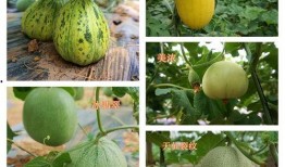 甜瓜最新大爆料,最新大爆料背后的惊人真相