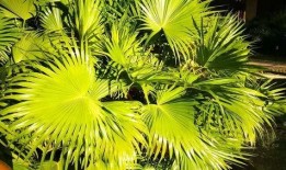 29片棕榈叶在线观看,穿越时空的奇幻之旅