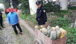 成县网红吃瓜事件真相,真相背后的网络狂欢与反思