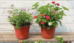 蛋仔最新新闻爆料视频,揭秘神秘视频背后的惊人真相！