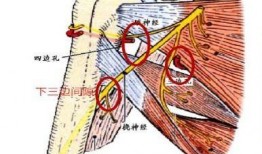 肌之间隙在线观看,揭秘人体肌肉奥秘的在线之旅